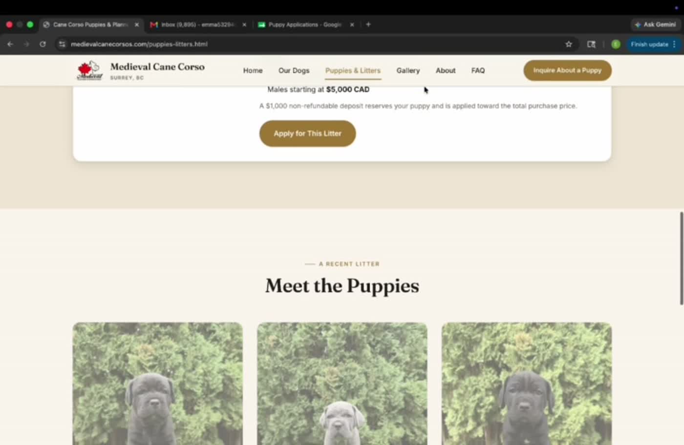 Medieval Cane Corso website